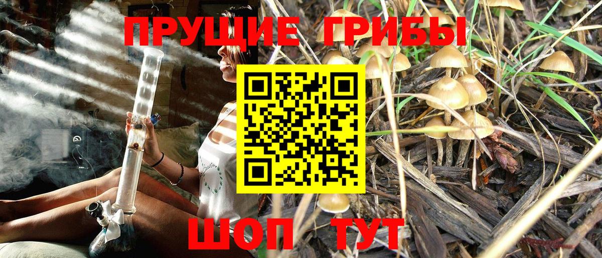 Псилоцибиновые грибы Psilocybe  Псилоцибиновые грибы GOLDEN TEACHER  закладка  Сафоново  Вход с VPN 